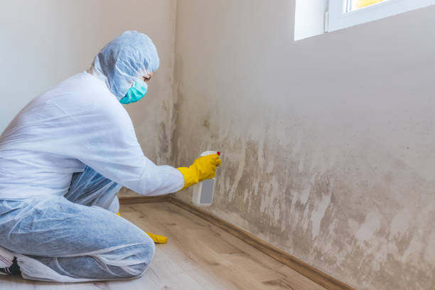 Licensed Mold Testing service in Swarthmore, PA - WQB Mold Removal